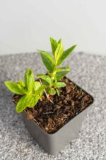 Lythrum salicaria 'Robert' - Afbeelding 2