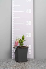 Lythrum salicaria 'Robert' - Afbeelding 3