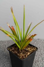 Molinia caerulea 'Edith Dudszus' - Afbeelding 2