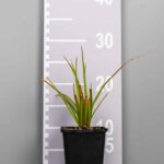 Molinia caerulea 'Edith Dudszus'
