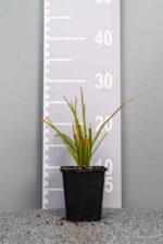 Molinia caerulea 'Edith Dudszus'