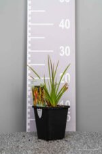 Molinia caerulea 'Edith Dudszus' - Afbeelding 3