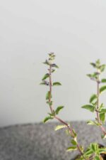 Origanum vulgare 'Compactum' - Afbeelding 2