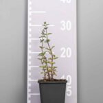 Origanum vulgare 'Compactum'