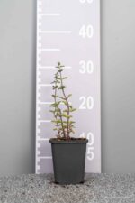 Origanum vulgare 'Compactum'