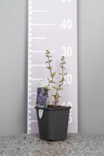 Origanum vulgare 'Compactum' - Afbeelding 3