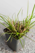 Pennisetum alopecuroides 'Hameln' - Afbeelding 2