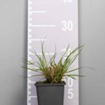 Pennisetum alopecuroides 'Hameln'
