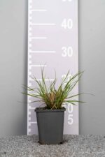 Pennisetum alopecuroides 'Hameln'