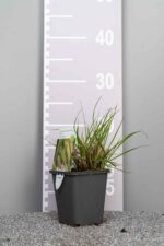 Pennisetum alopecuroides 'Hameln' - Afbeelding 3