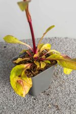 Penstemon digitalis 'Husker Red' - Afbeelding 2