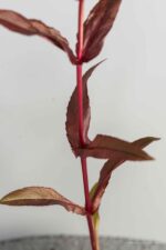 Penstemon digitalis 'Husker Red' - Afbeelding 4