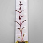 Penstemon digitalis 'Husker Red'