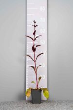 Penstemon digitalis 'Husker Red'
