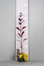 Penstemon digitalis 'Husker Red' - Afbeelding 3