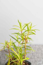 Penstemon 'Andenken an F. Hahn' - Afbeelding 2