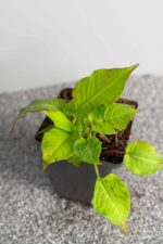 Persicaria amplexicaulis - Afbeelding 2