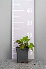 Persicaria amplexicaulis