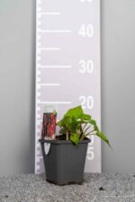 Persicaria amplexicaulis - Afbeelding 3