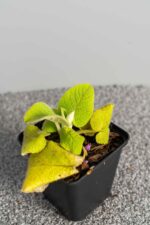 Phlomis russeliana - Afbeelding 2
