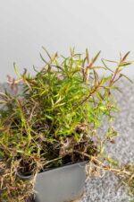Phlox 'Scarlet Flame' - Afbeelding 2
