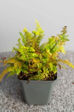 Polystichum setiferum 'Herrenhausen' - Afbeelding 2