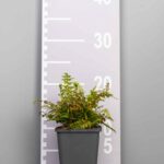 Polystichum setiferum 'Herrenhausen'