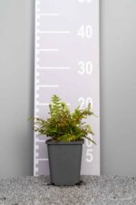 Polystichum setiferum 'Herrenhausen'