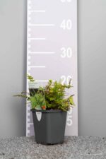 Polystichum setiferum 'Herrenhausen' - Afbeelding 3