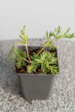 Pulsatilla vulgaris - Afbeelding 2