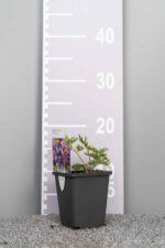 Pulsatilla vulgaris - Afbeelding 3