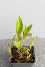 Rudbeckia fulgida 'Goldsturm' - Afbeelding 2