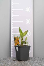 Rudbeckia fulgida 'Goldsturm' - Afbeelding 3