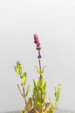 Salvia nemorosa 'Caradonna' - Afbeelding 2