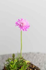 Scabiosa columbaria 'Pink Mist' - Afbeelding 3