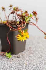 Sedum floriferum 'Weihenstephaner Gold' - Afbeelding 3