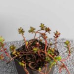 Sedum floriferum 'Weihenstephaner Gold'