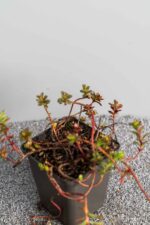 Sedum floriferum 'Weihenstephaner Gold'