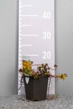 Sedum floriferum 'Weihenstephaner Gold' - Afbeelding 2
