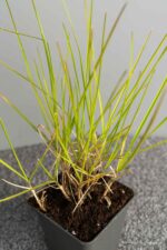 Sesleria autumnalis - Afbeelding 2
