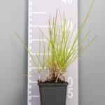 Sesleria autumnalis