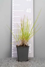 Sesleria autumnalis
