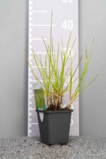Sesleria autumnalis - Afbeelding 3