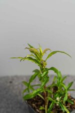 Solidago 'Strahlenkrone' - Afbeelding 2