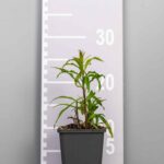 Solidago 'Strahlenkrone'