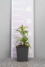 Solidago 'Strahlenkrone'