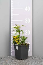 Solidago 'Strahlenkrone' - Afbeelding 3