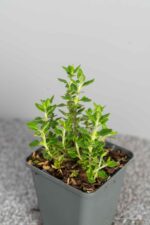 Teucrium x lucidrys - Afbeelding 2