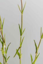 Verbena bonariensis - Afbeelding 2
