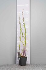 Verbena bonariensis - Afbeelding 3